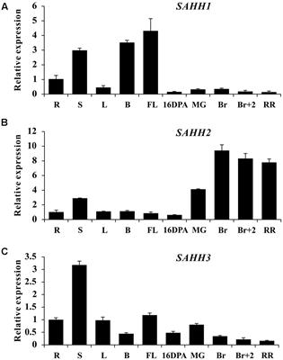 Functional Characterization of SlSAHH2 in Tomato Fruit Ripening